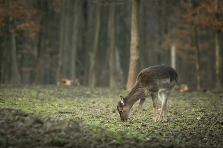A side view of a roe deer grazing grass in woods.の写真素材