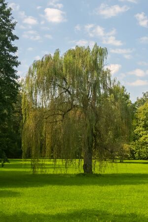 Willow tree in the park behind the Pejaevi Castle in Nasice, Croatia.の写真素材
