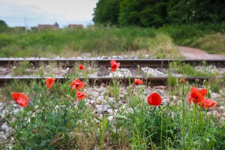 Group of Poppy flowers next to the railroad.の写真素材