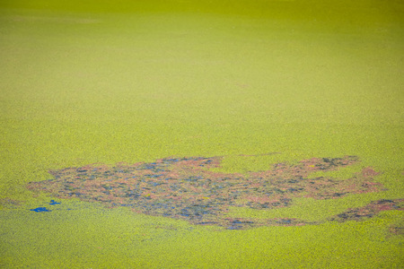 Nature detail of the green river Bosut covered with algal blooms in Vinkovci, Croatia.
