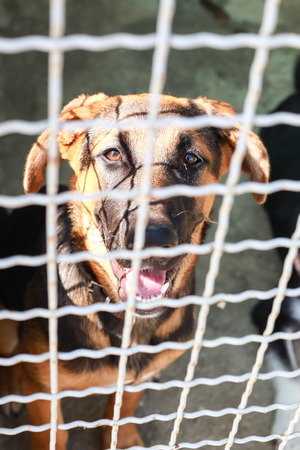 Dog in an animal shelter waiting for someone to adopt them.の写真素材