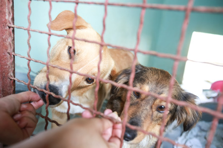 Dog in an animal shelter waiting for someone to adopt them.