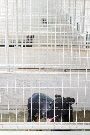 Dog in an animal shelter waiting for someone to adopt them.の写真素材
