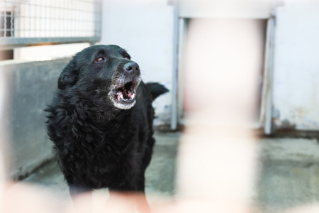 Dog in an animal shelter waiting for someone to adopt them.の写真素材