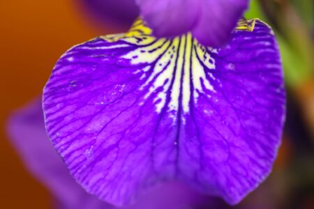 Close up of purple Iris sanguinea flower.