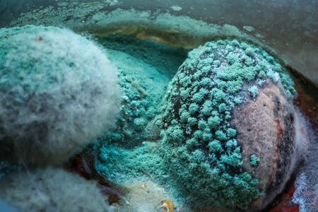 Close up of mold deposited on black olives in a glass bottle.