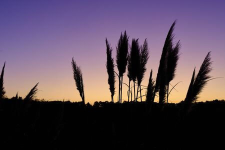 Black trees and plants stand out against the purple-colored sky at sunrise. Solo Backpacker Trekking on the Rota Vicentina and Fishermen's Trail in Algarve, Portugal. Walking between cliff, ocean, nature and beach.の写真素材