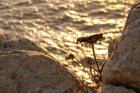 Sunset at Cliff at Cabo de Sao Vincente. Solo Backpacker Trekking on the Rota Vicentina and Fishermen's Trail in Algarve, Portugal. Walking between  ocean, nature and beach.の写真素材