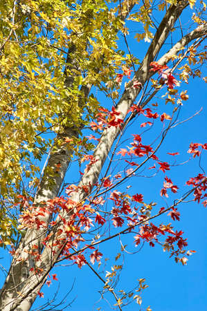 Solo Backpacker Trekking on the mountain in autumn trought foliage, lake, yellow, and orange colors