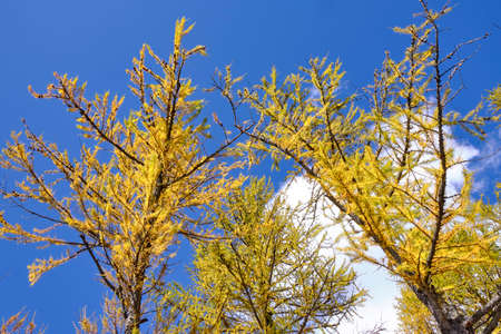 Solo Backpacker Trekking on the mountain in autumn trought foliage, lake, yellow, and orange colors