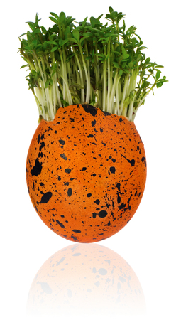 Hand painted easter egg  with a cress like hair colored in yellow, orange with black dots. The watercress stylized for the hairstyle . Egg on a white background with a slight reflection.の写真素材