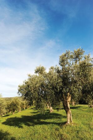 centenarian olive trees in a woodの写真素材