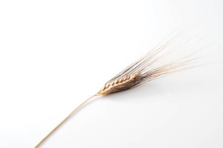 ear of wheat isolated on white backgroundの写真素材