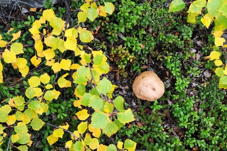 Mushroom in the norway brushwoodの写真素材