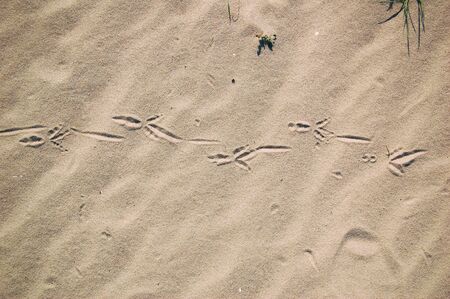 Birds footprints with sand beachの写真素材