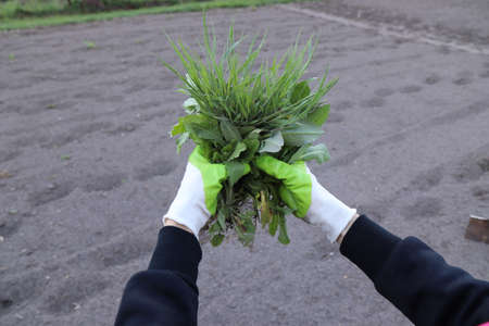 Woman holding a handful of weeds from garden. Weed and plants roots being removed by hands.