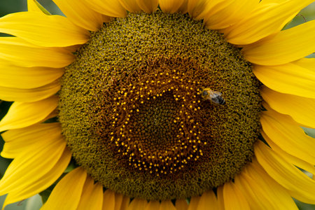 Sunflower flower close-up. Honey bee on a sunflower flower in summer day.