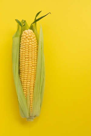 single ear of corn with green leaves, whole fresh maize isolated on yellow background, top viewの写真素材
