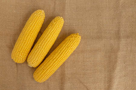 peeled yellow raw corn cobs on sackcloth with empty space for text, top view, fresh vegetarian...