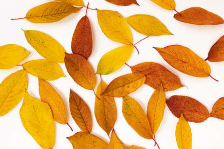 beautiful autumn leaf border, bird cherry leaves composition, bright template of red and yellow leaves for banner or collageの写真素材