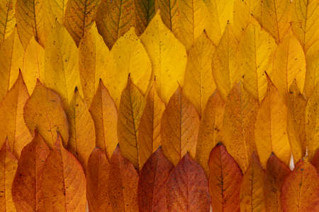 colorful background with autumn cherry leaves, beautiful autumn leaf border, bright template of red...