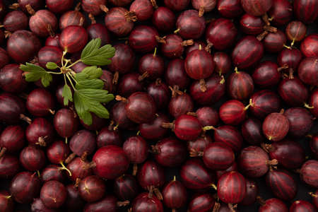 gooseberries fresh harvest, harvest of ripe red gooseberries, background of sweet berries with green leavesの写真素材