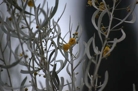 yellow & gray flower の写真素材