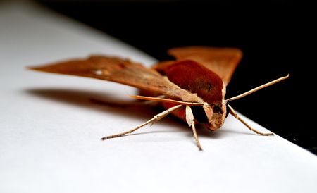 butterflyの写真素材