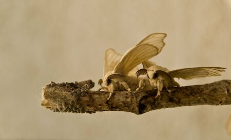 silk cocoon の写真素材