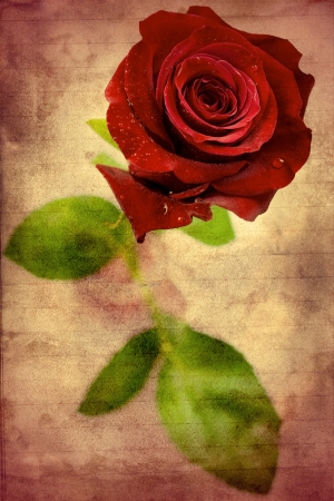 Rose in vase with water bubblesの写真素材