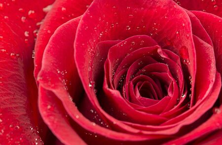 Rose  with water bubblesの写真素材