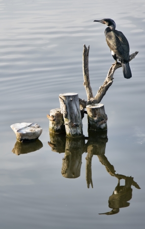 Cormorant in it s natural habitatの写真素材