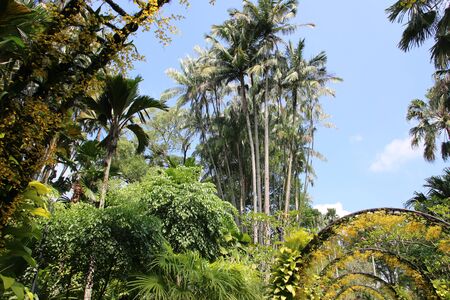 The orchid garden of singaporeのeditorial素材