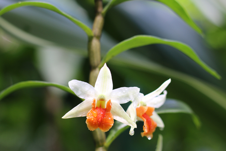 White orchids in the botanical garden of singaporeの写真素材