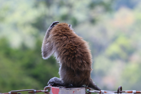 Thinking monkey enjoying himself in Langkawi malaysiaの写真素材