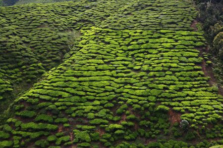 Tea plantation close up in the Cameron Highlands in Malaysia