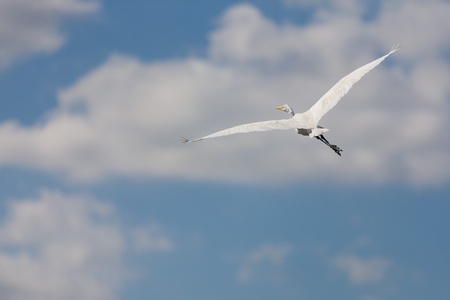 A white Great Egret in flight in the Everglades swamp in Floridaの写真素材