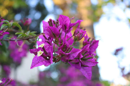 Purple flowers phlox. Flowering branch of purple phlox in the garden.