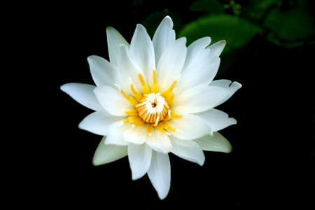 White lotus in thailandの写真素材