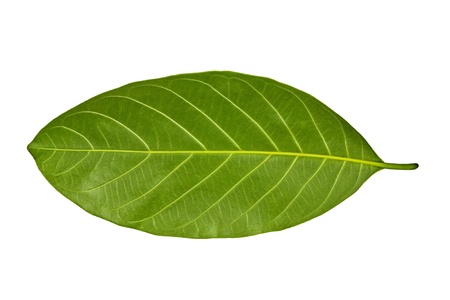 A beautiful green leaf isolated on whiteの写真素材