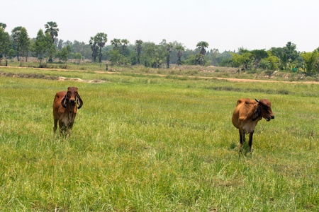 Two cow in green field, Thailandの写真素材