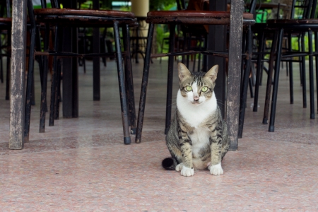 Cat sitting on the floorの写真素材