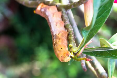the orange caterpillars hang branch so eat leaves up to body bigの写真素材