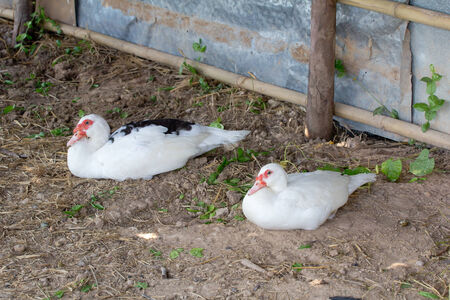 Duck seat in farmの写真素材