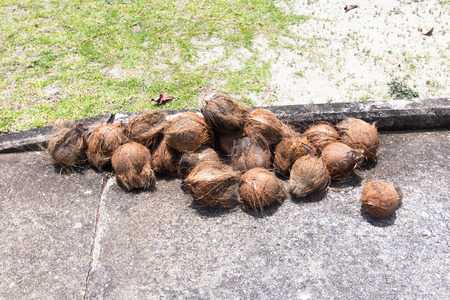 pile of coconuts dry.の写真素材