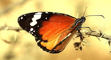 Butterflyの写真素材