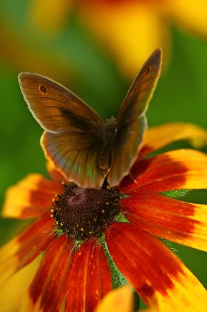 Beautiful Butterfly seating on flowerの写真素材