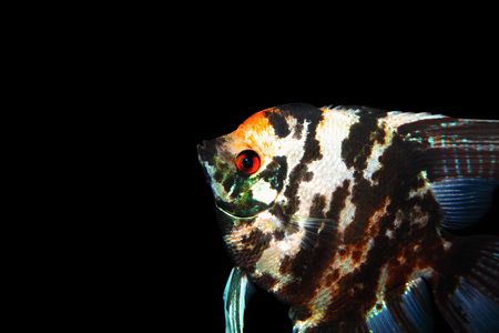 Exotic fish. beauty of marine life