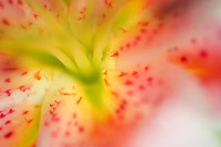 Extreme closeup on lily flowerの写真素材