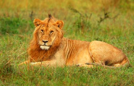 Portrait of young wild african lion. Africa. Kenya. Masai Mara